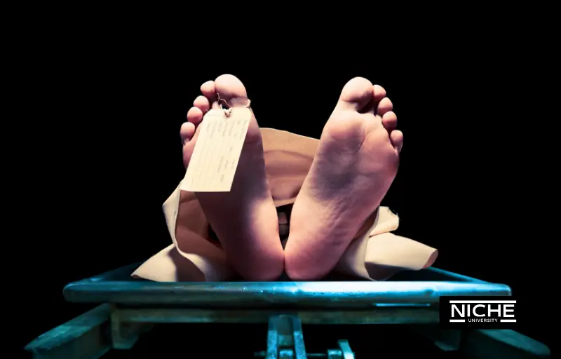 why niche websites are dying - in content 6 Why Niche Websites Are Dying In Content 6